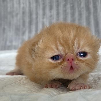 chaton Exotic Shorthair red blotched tabby Collier vert Chatterie Katzarolli