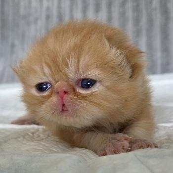 chaton Exotic Shorthair red blotched tabby Collier vert Chatterie Katzarolli