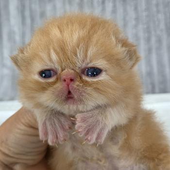 chaton Exotic Shorthair red blotched tabby Collier vert Chatterie Katzarolli