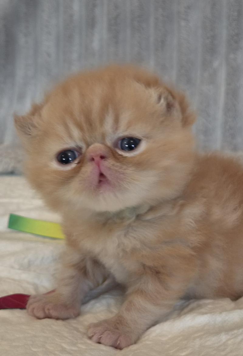 Collier vert Mâle Exotic Shorthair
