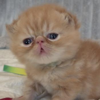 chaton Exotic Shorthair red blotched tabby Collier vert Chatterie Katzarolli