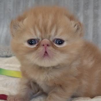 chaton Exotic Shorthair red blotched tabby Collier vert Chatterie Katzarolli