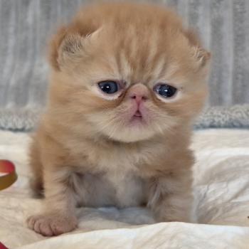 chaton Exotic Shorthair red blotched tabby Collier vert Chatterie Katzarolli