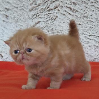chaton Exotic Shorthair red blotched tabby Collier vert Chatterie Katzarolli