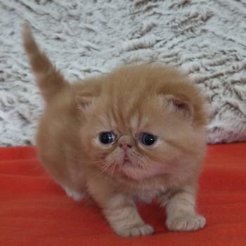 chaton Exotic Shorthair red blotched tabby Collier vert Chatterie Katzarolli