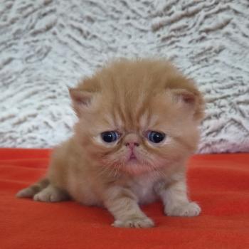 chaton Exotic Shorthair red blotched tabby Collier vert Chatterie Katzarolli