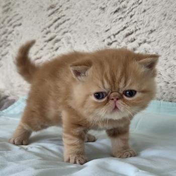 chaton Exotic Shorthair red blotched tabby Collier vert Chatterie Katzarolli