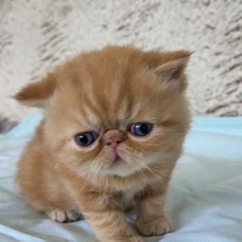 chaton Exotic Shorthair red blotched tabby Collier vert Chatterie Katzarolli