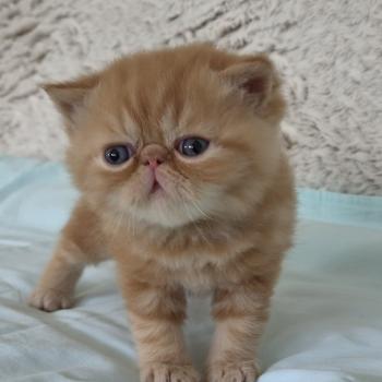 chaton Exotic Shorthair red blotched tabby Collier vert Chatterie Katzarolli