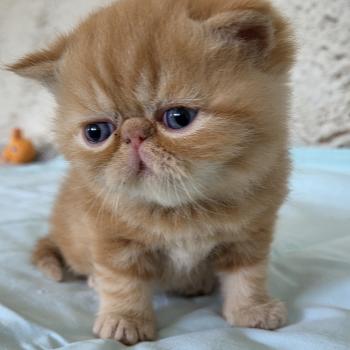 chaton Exotic Shorthair red blotched tabby Collier vert Chatterie Katzarolli