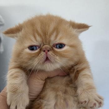 chaton Exotic Shorthair red blotched tabby Collier vert Chatterie Katzarolli