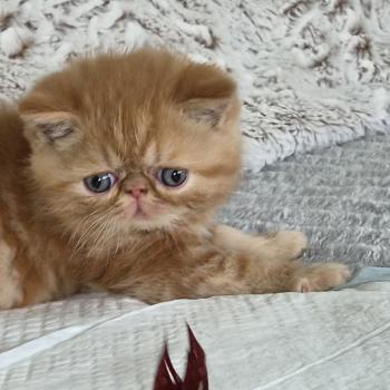 chaton Exotic Shorthair red blotched tabby Berlioz Chatterie Katzarolli
