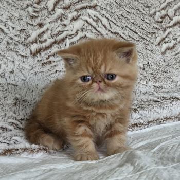chaton Exotic Shorthair red blotched tabby Berlioz Chatterie Katzarolli