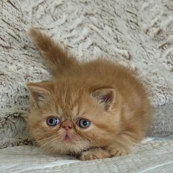 chaton Exotic Shorthair red blotched tabby Berlioz Chatterie Katzarolli
