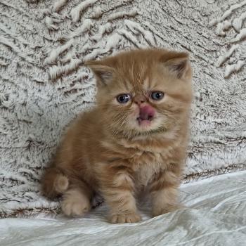 chaton Exotic Shorthair red blotched tabby Berlioz Chatterie Katzarolli