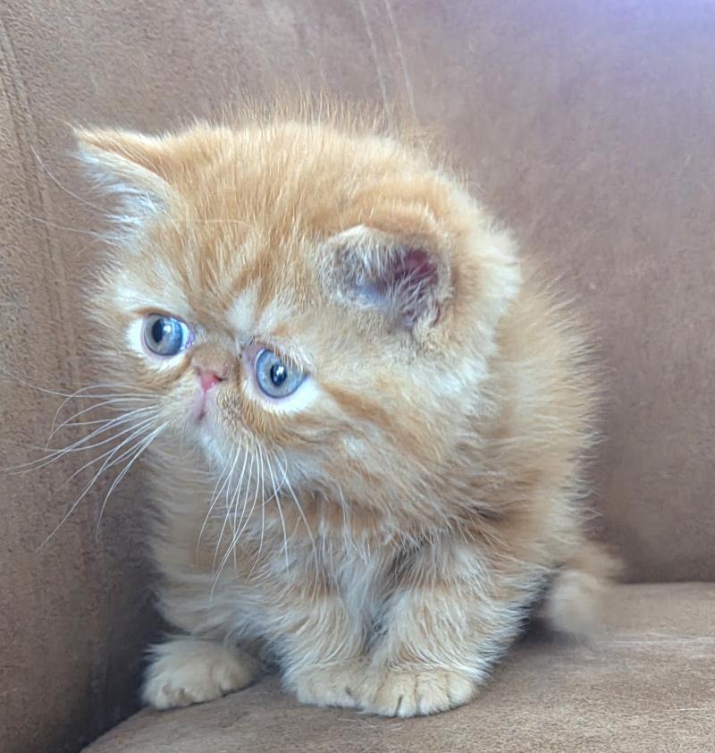 Berlioz Mâle Exotic Shorthair