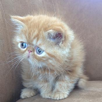 chaton Exotic Shorthair red blotched tabby Berlioz Chatterie Katzarolli