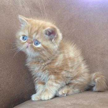 chaton Exotic Shorthair red blotched tabby Berlioz Chatterie Katzarolli