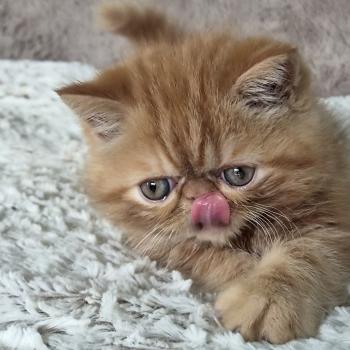chaton Exotic Shorthair red blotched tabby Berlioz Chatterie Katzarolli