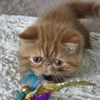 chaton Exotic Shorthair red blotched tabby Berlioz Chatterie Katzarolli