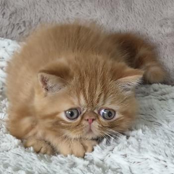 chaton Exotic Shorthair red blotched tabby Berlioz Chatterie Katzarolli