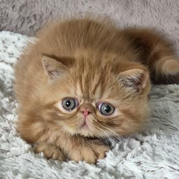 chaton Exotic Shorthair red blotched tabby Berlioz Chatterie Katzarolli