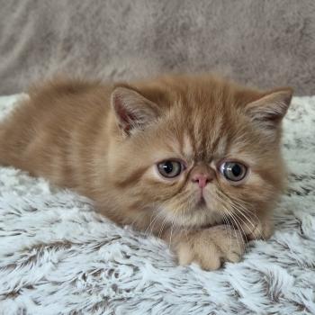 chaton Exotic Shorthair red blotched tabby Berlioz Chatterie Katzarolli