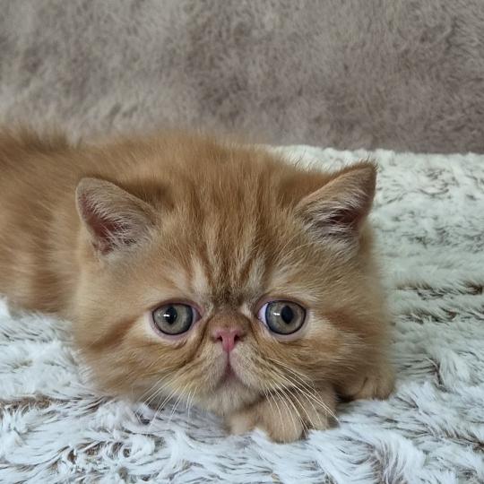 Berlioz Mâle Exotic Shorthair