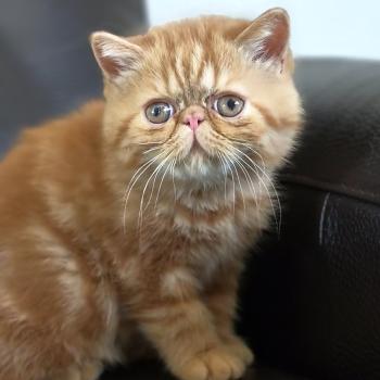 chaton Exotic Shorthair red blotched tabby Berlioz Chatterie Katzarolli