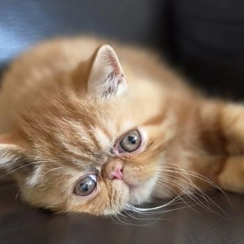 chaton Exotic Shorthair red blotched tabby Berlioz Chatterie Katzarolli