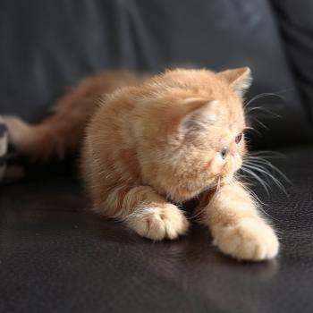 chaton Exotic Shorthair red blotched tabby Berlioz Chatterie Katzarolli