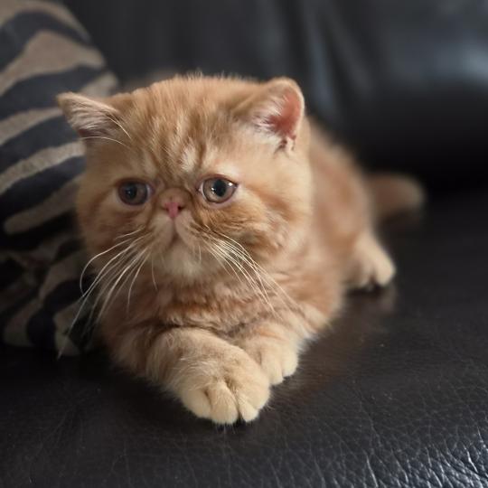 Berlioz Mâle Exotic Shorthair