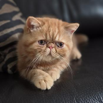 chaton Exotic Shorthair red blotched tabby Berlioz Chatterie Katzarolli