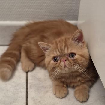 chaton Exotic Shorthair red blotched tabby Berlioz Chatterie Katzarolli