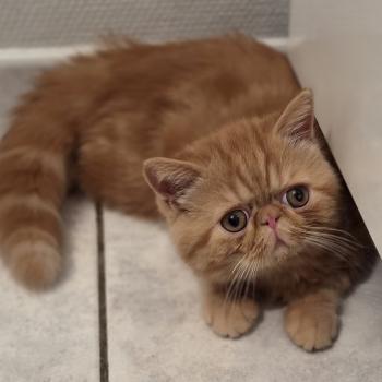 chaton Exotic Shorthair red blotched tabby Berlioz Chatterie Katzarolli