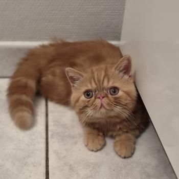 chaton Exotic Shorthair red blotched tabby Berlioz Chatterie Katzarolli