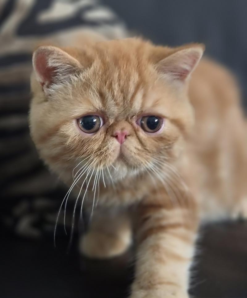 Berlioz Mâle Exotic Shorthair