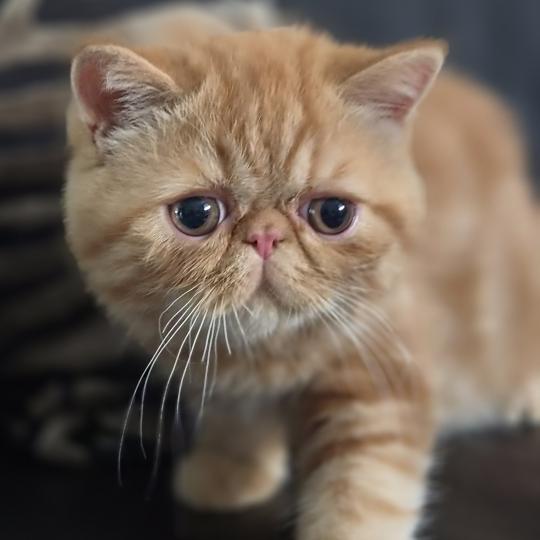 Berlioz Mâle Exotic Shorthair