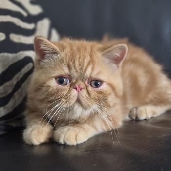 chaton Exotic Shorthair red blotched tabby Berlioz Chatterie Katzarolli