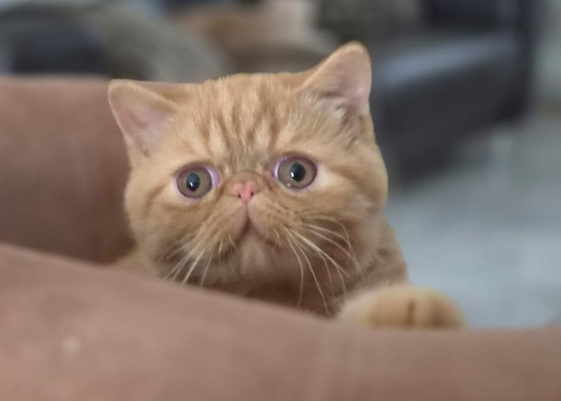 Berlioz Mâle Exotic Shorthair