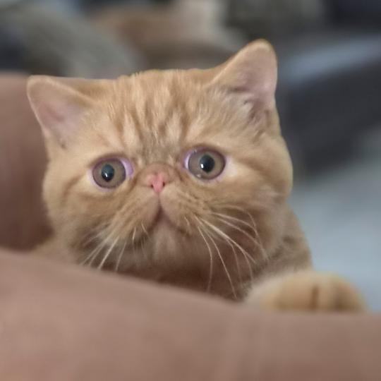 Berlioz Mâle Exotic Shorthair