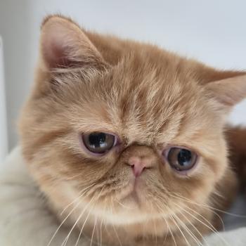 chaton Exotic Shorthair red blotched tabby Berlioz Chatterie Katzarolli
