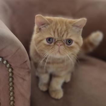 chaton Exotic Shorthair red blotched tabby Berlioz Chatterie Katzarolli