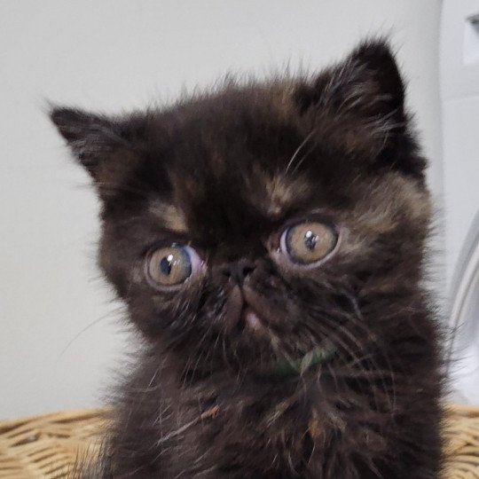 Une Cerise Femelle Exotic Shorthair