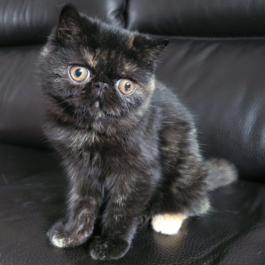 Une Cerise Femelle Exotic Shorthair