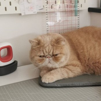 chaton Exotic Shorthair cream spotted tabby Ulys Chatterie Katzarolli chaton Exotic Shorthair cream spotted tabby Ulys Chatterie Katzarolli