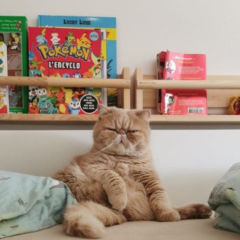 chaton Exotic Shorthair cream spotted tabby Ulys Chatterie Katzarolli