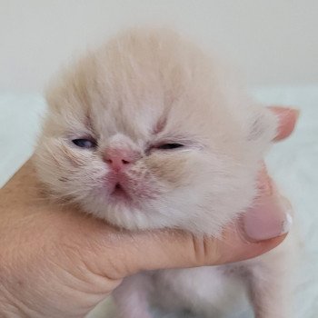 chaton Exotic Shorthair cream collier violet Chatterie Katzarolli