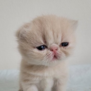 chaton Exotic Shorthair cream collier violet Chatterie Katzarolli