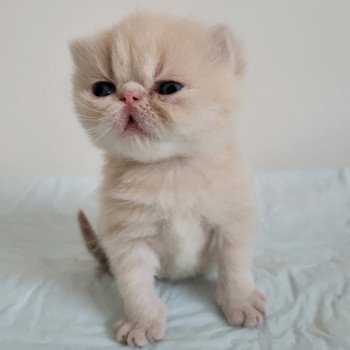 chaton Exotic Shorthair cream collier violet Chatterie Katzarolli